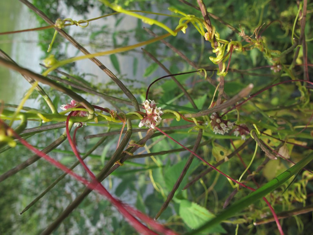 Cuscuta europaea